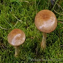 Cortinarius paragaudis